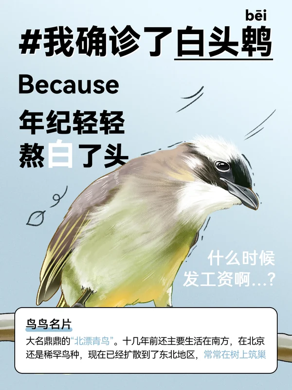 任鸟飞插画 03