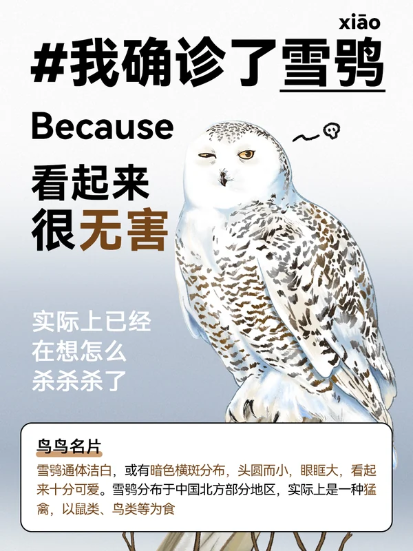 任鸟飞插画 08